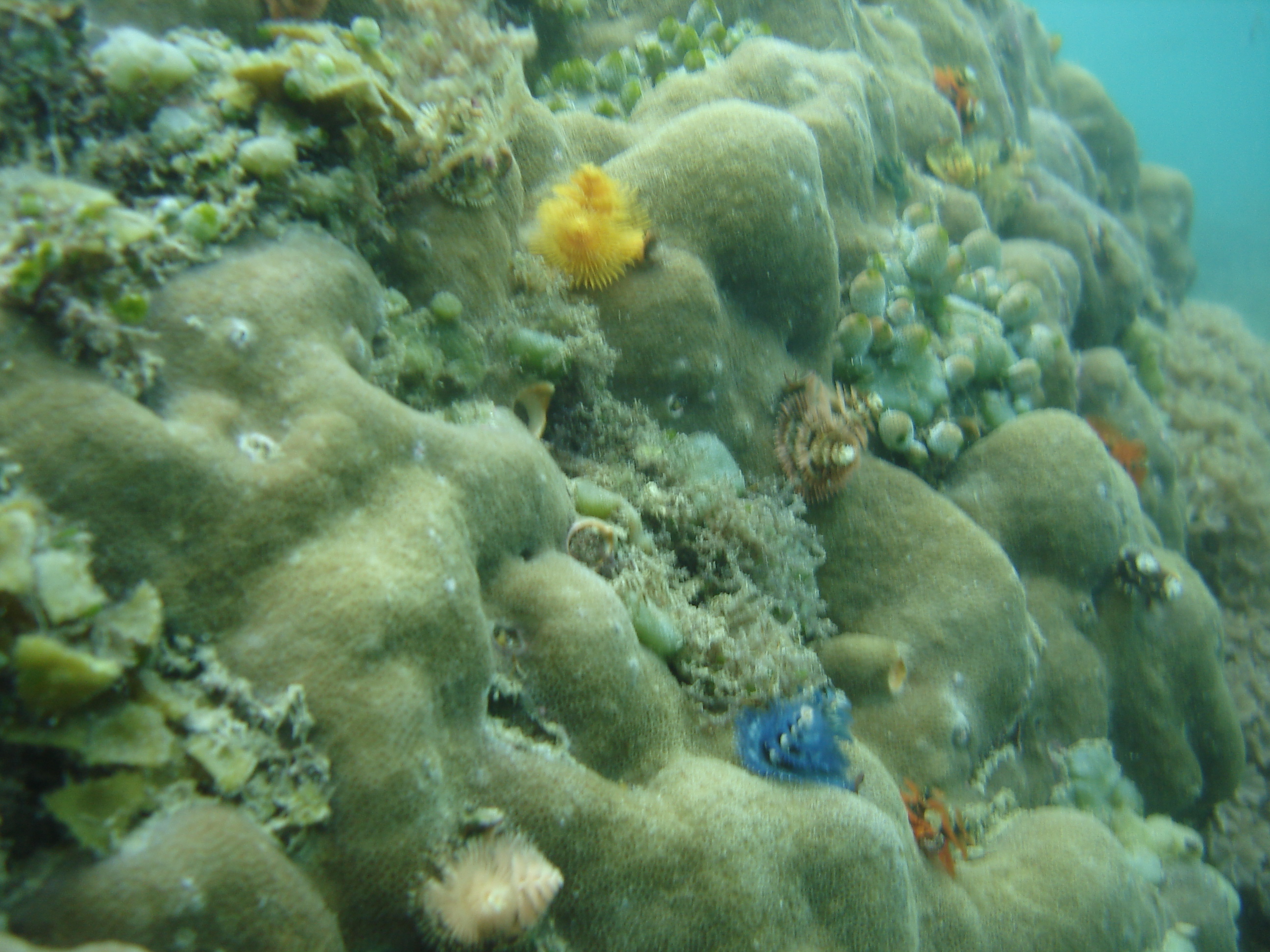 GILI MENO 