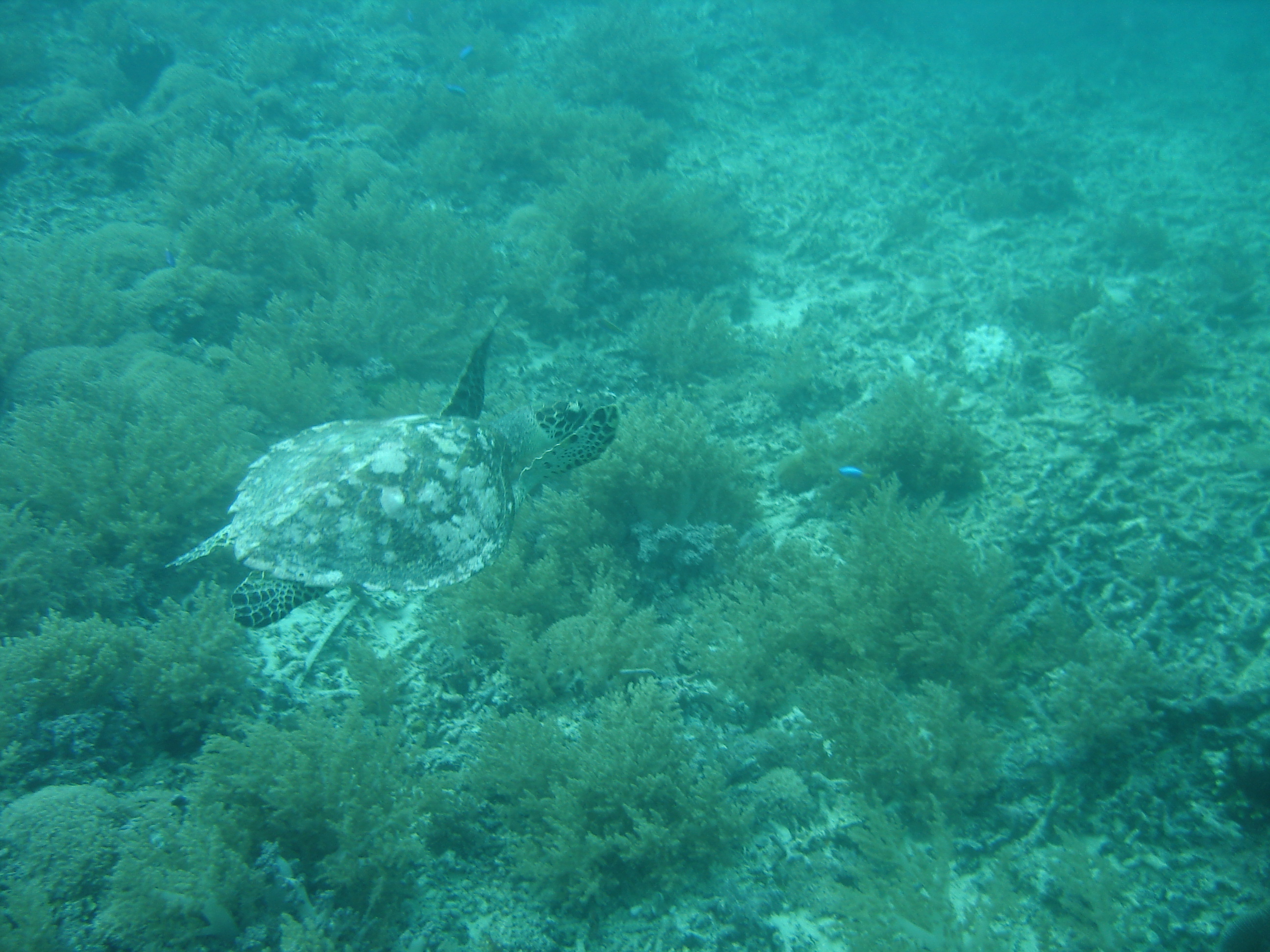 GILI MENO 