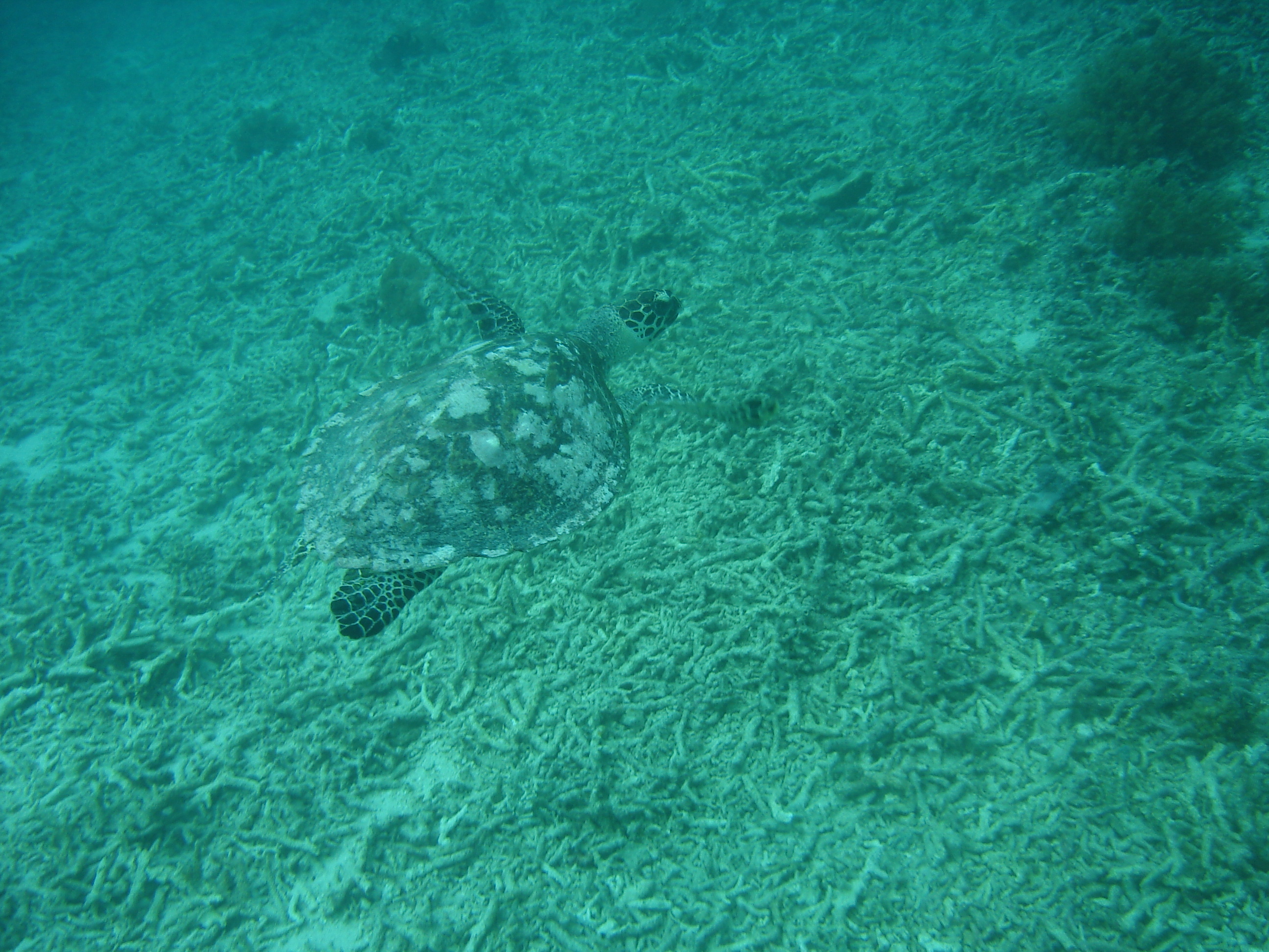 GILI MENO 