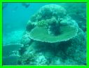 GILI MENO PLONGEE 