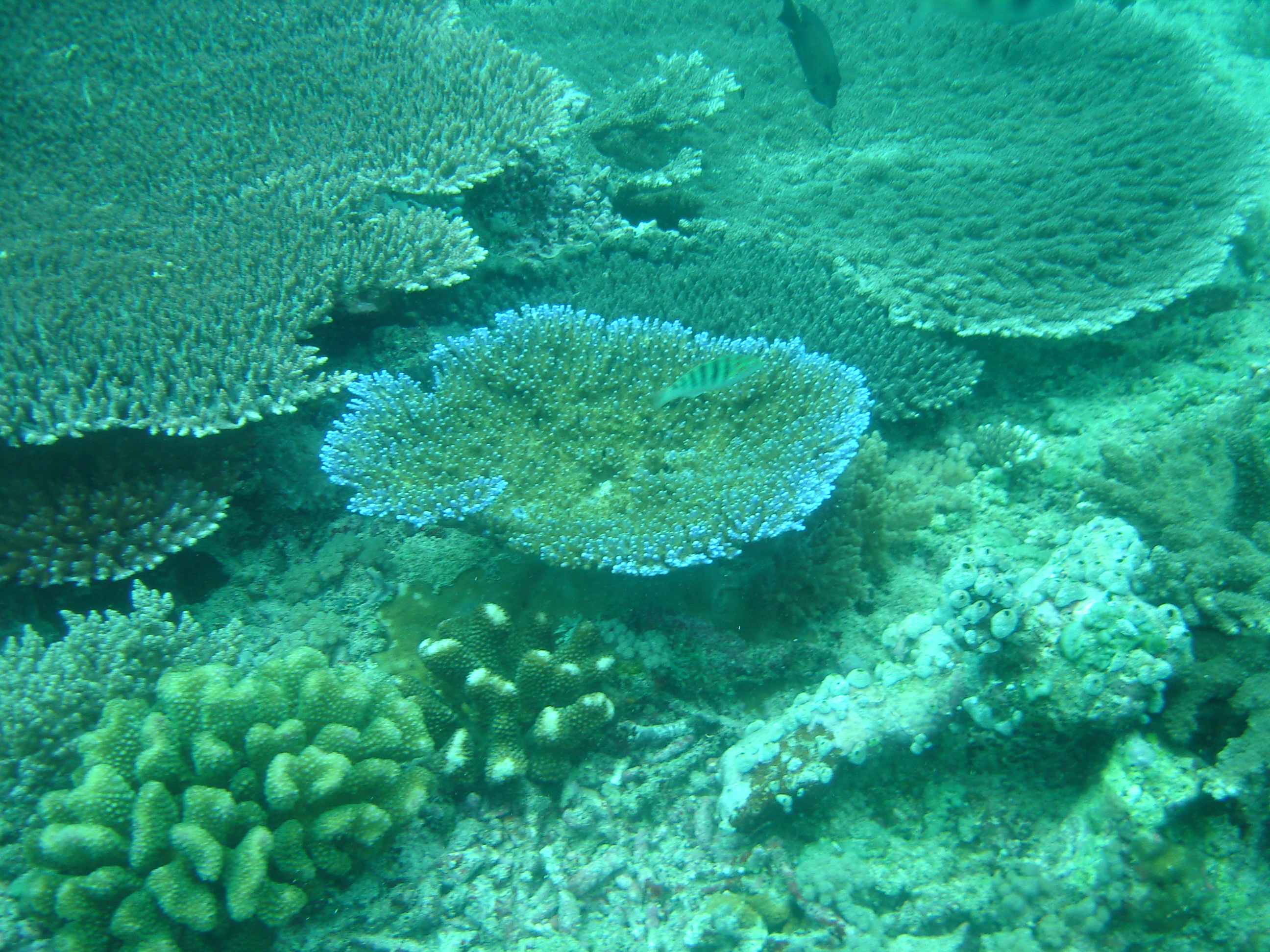 GILI MENO PLONGEE 
