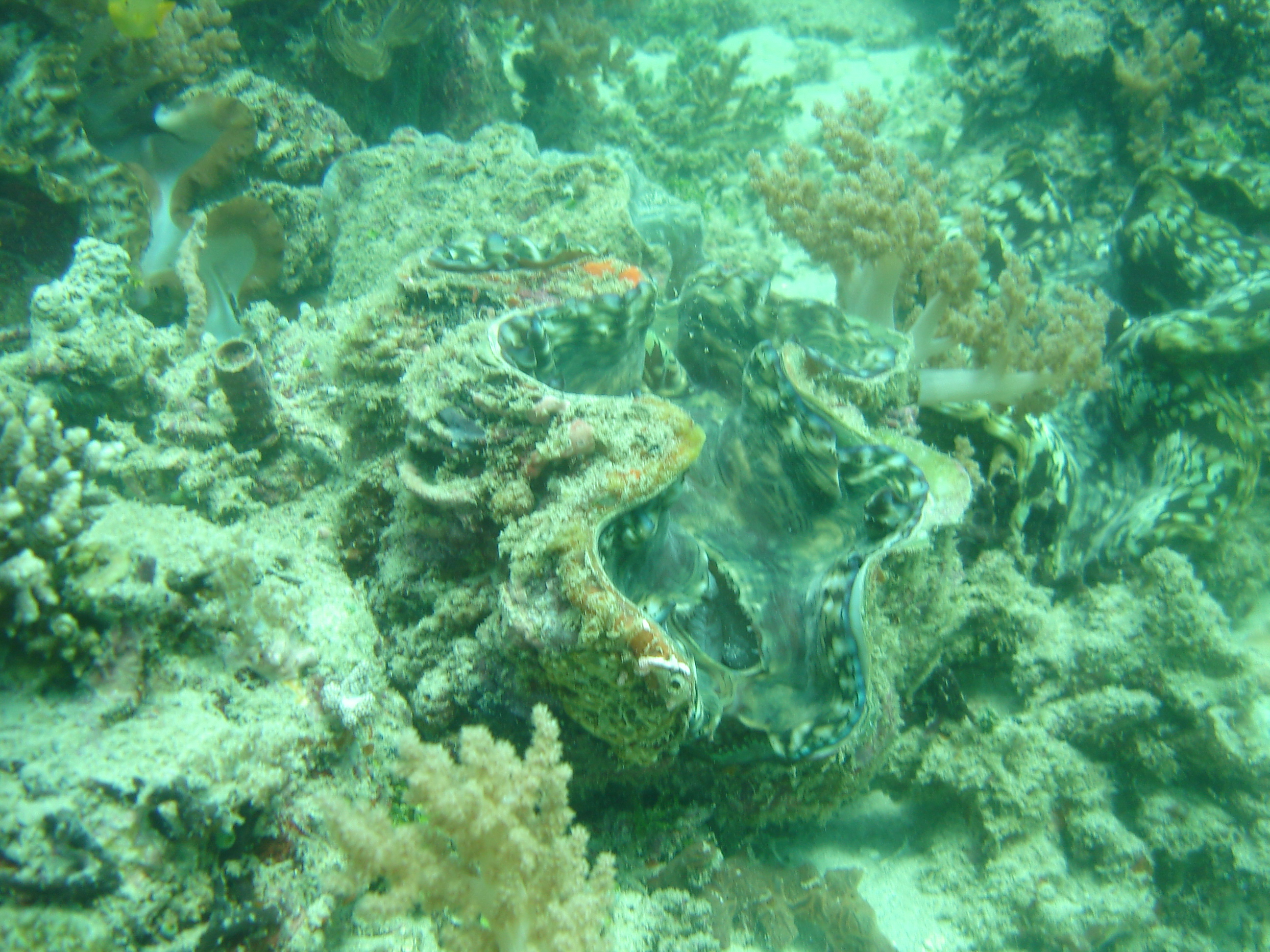 GILI MENO PLONGEE 