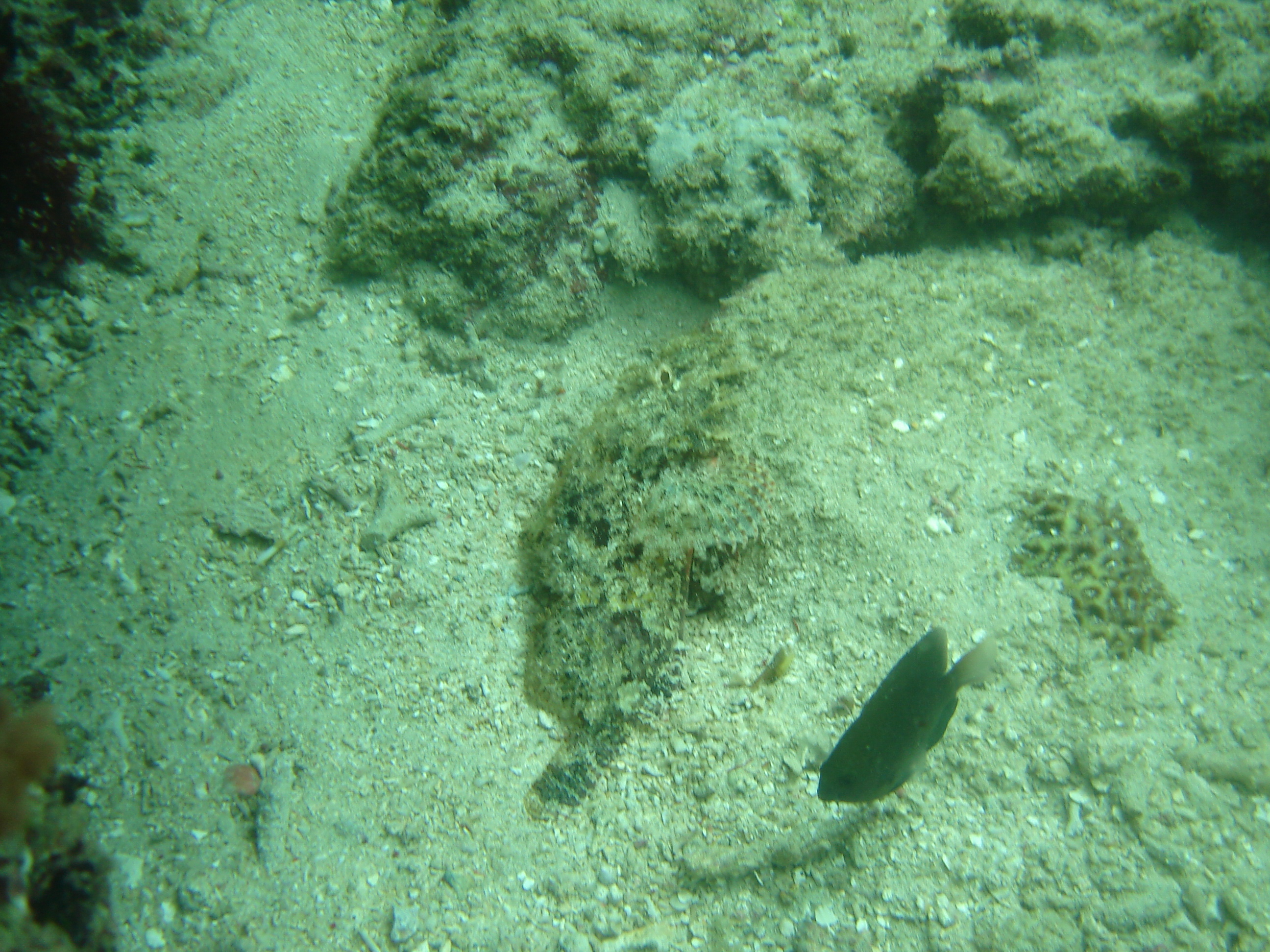 GILI MENO PLONGEE 010