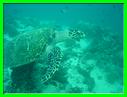 GILI MENO PLONGEE 