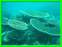 GILI MENO PLONGEE 