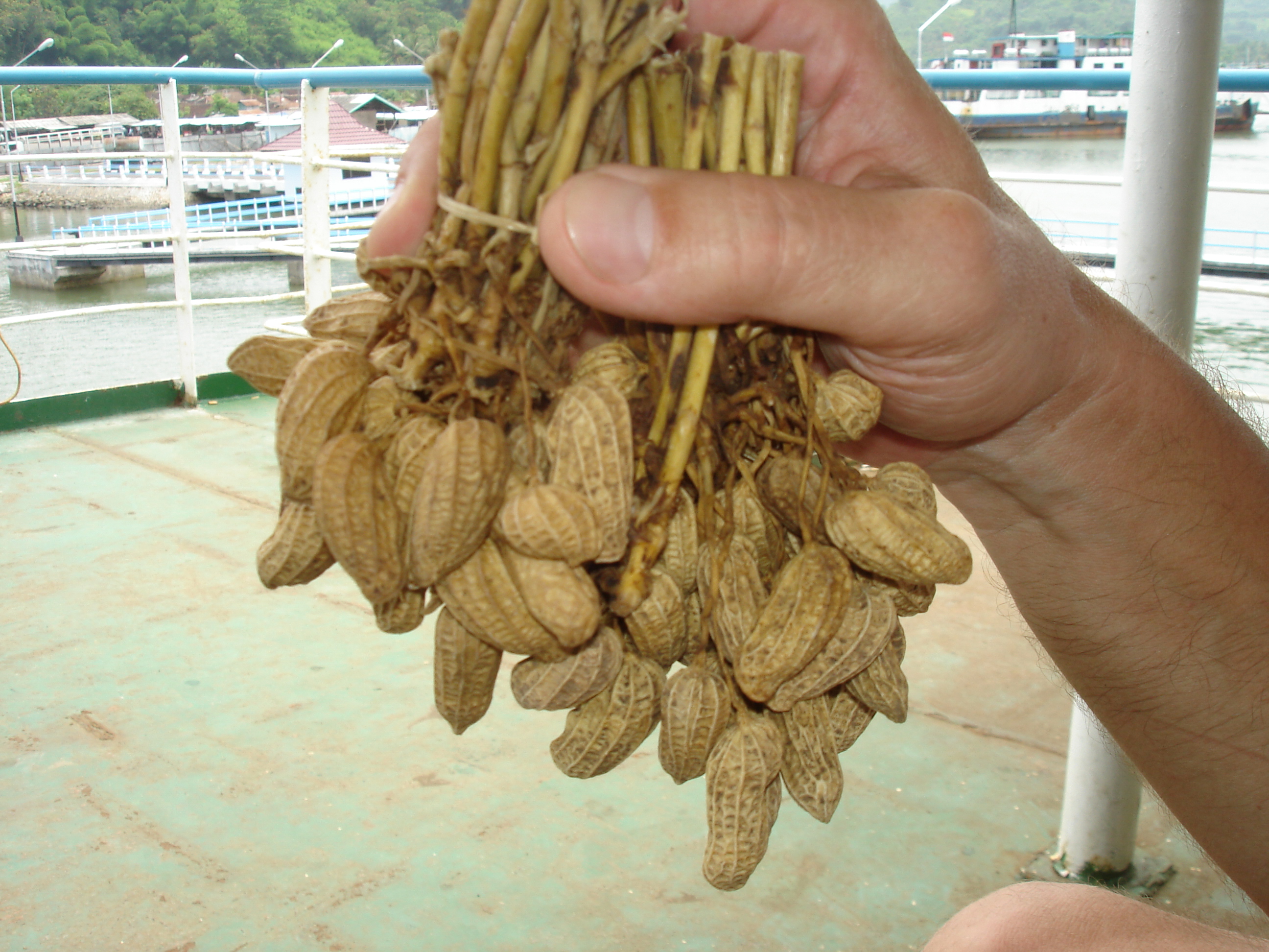 cacahuettes fraiches