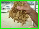 cacahuettes fraiches