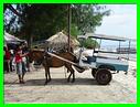 GILI MENO TRANSPORT LOCAL