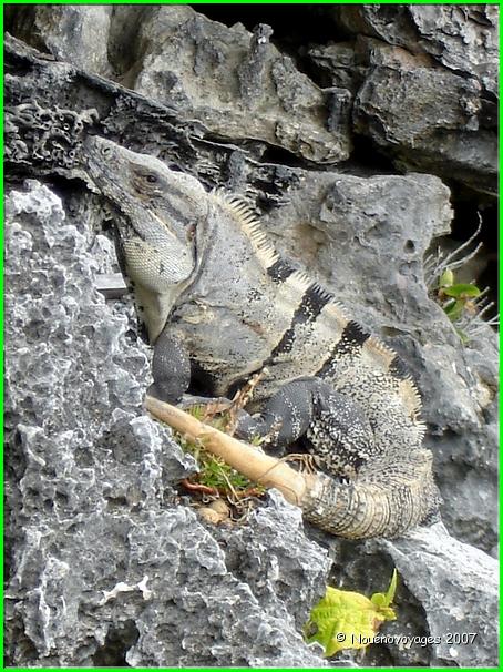 IGUANE A TULUM 