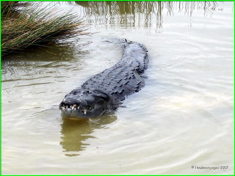 CROCODILE DE COBA 