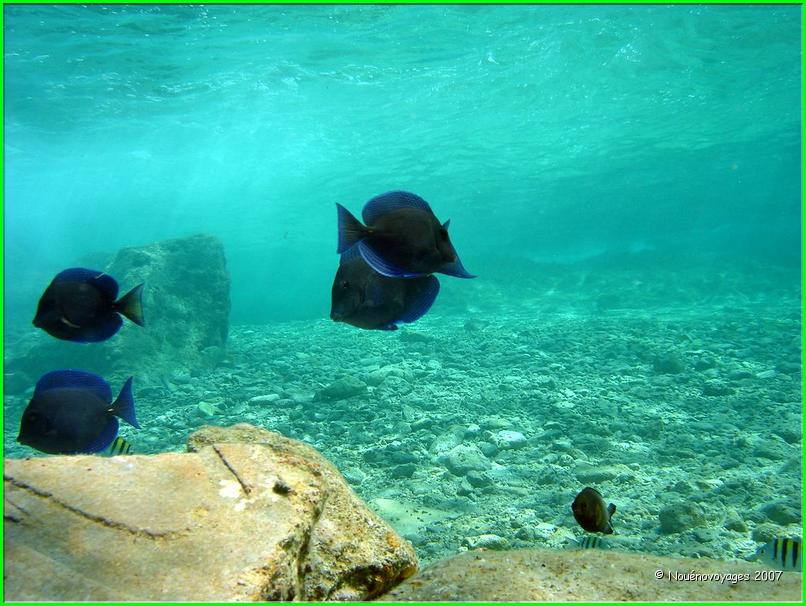 PLONGEE A COZUMEL 