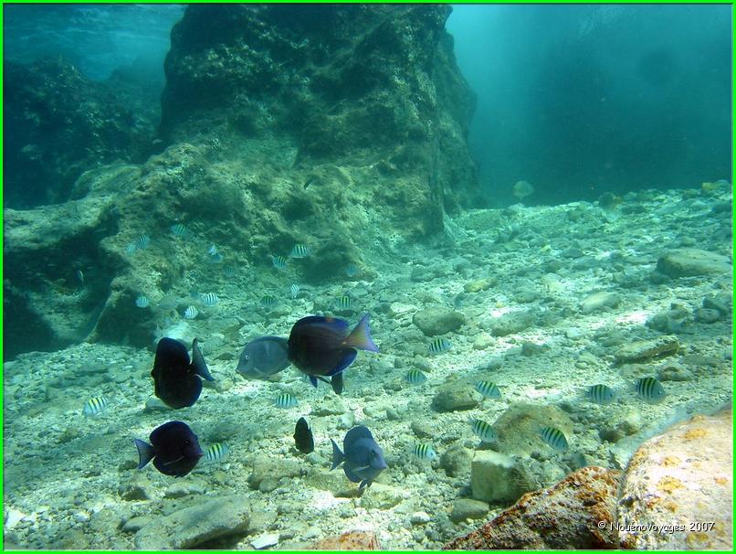 PLONGEE A COZUMEL 