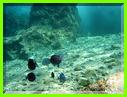PLONGEE A COZUMEL 