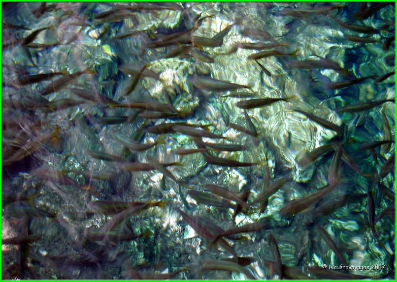 POISSONS 1er CENOTE 