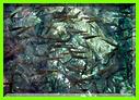 POISSONS 1er CENOTE 