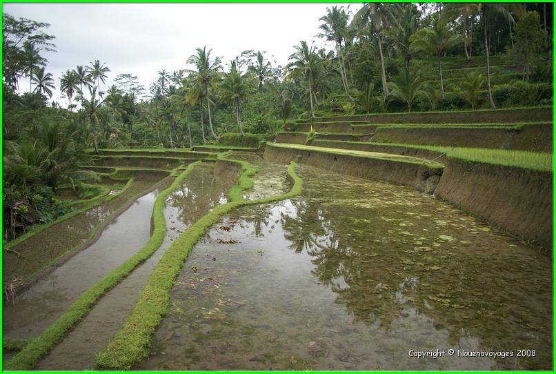 RIZIERE DE TAMPAKSIRING