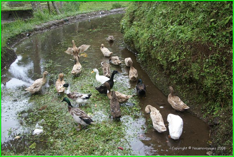 PETITS CANARDS