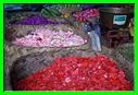 FLEURS POUR OFFRANDE