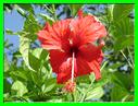 hibiscus