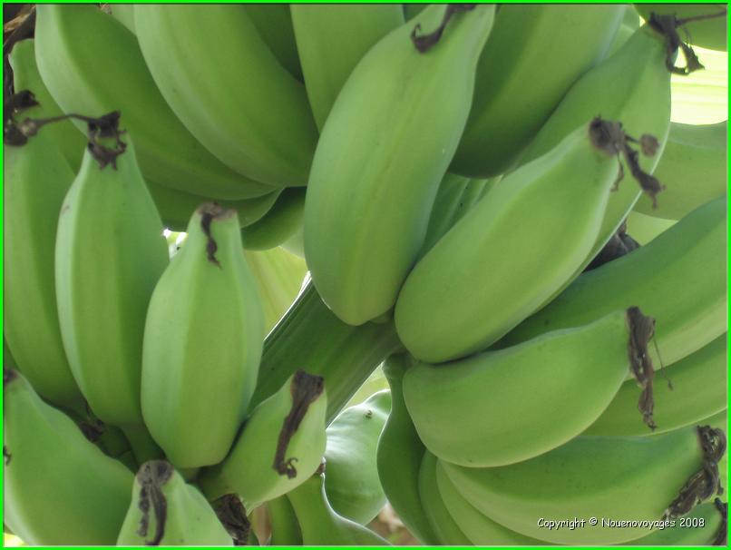 bananes