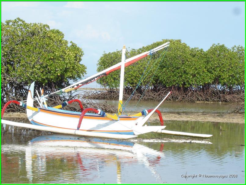toujours la mangrove