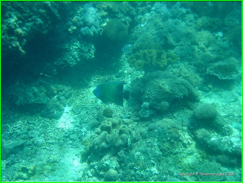NUSA LEMBONGAN 