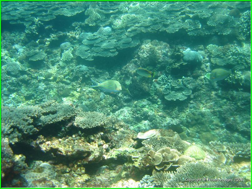 NUSA LEMBONGAN 