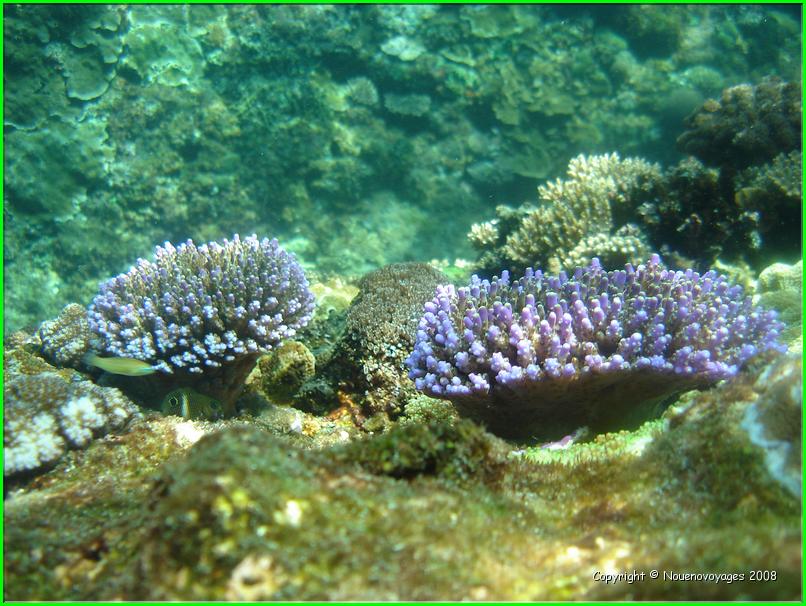 NUSA LEMBONGAN 