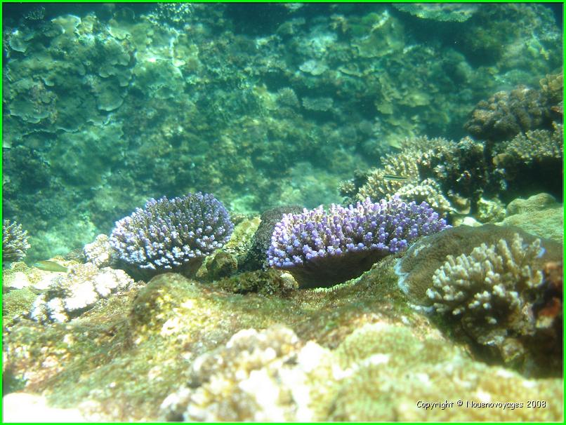NUSA LEMBONGAN 