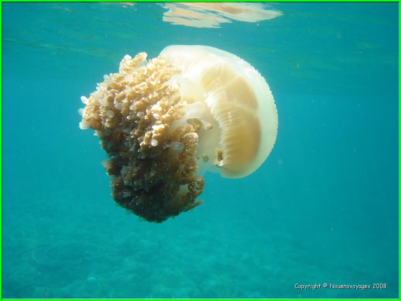 NUSA LEMBONGAN 
