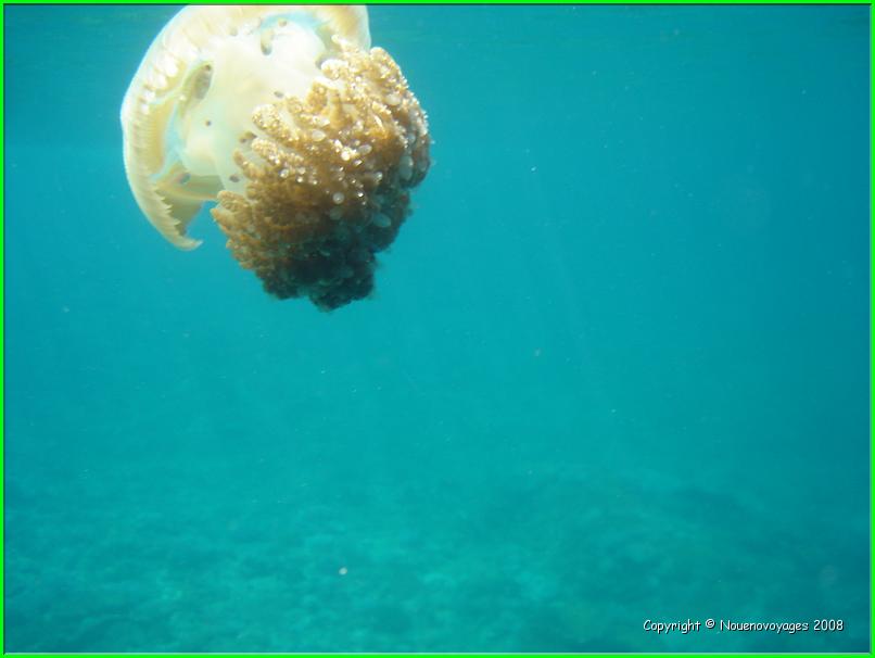 NUSA LEMBONGAN 