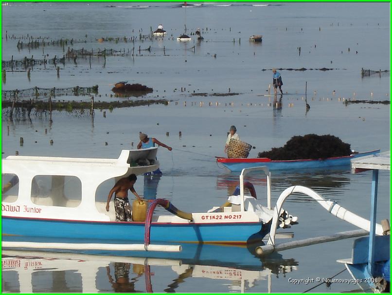 NUSA LEMBONGAN  a marée basse  