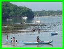 NUSA LEMBONGAN  a marée basse 