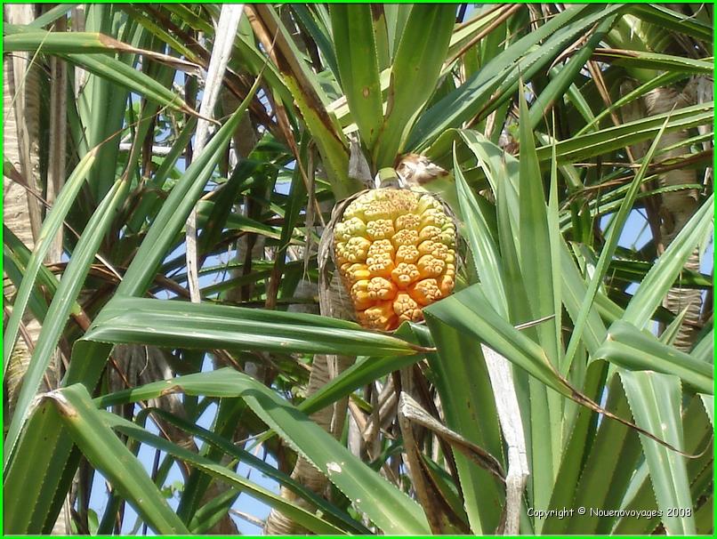 PANDANUS 