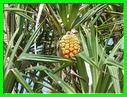 PANDANUS 