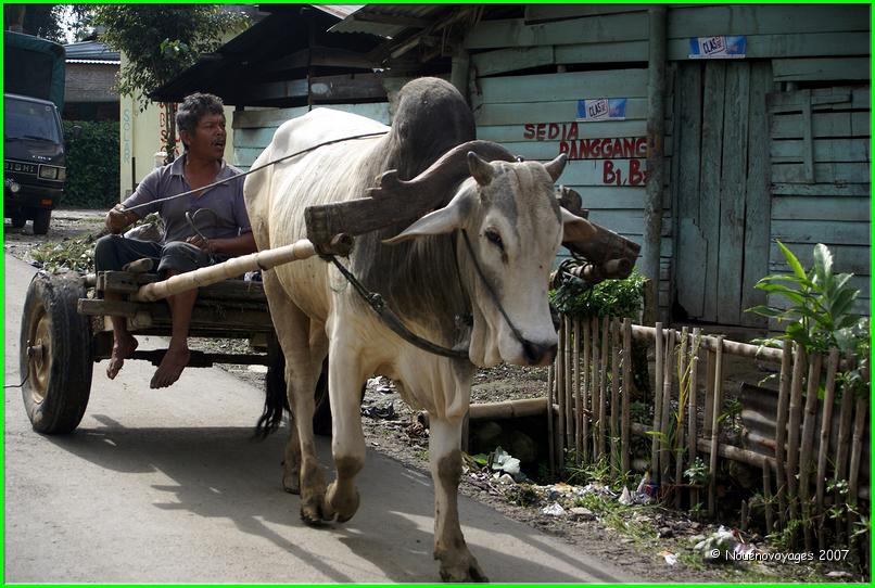 TRANSPORT DANS LE VILLAGE 