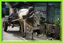 TRANSPORT DANS LE VILLAGE 