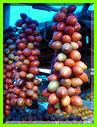 AUBERGINES FRUITS