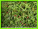 DES PIMENTS 