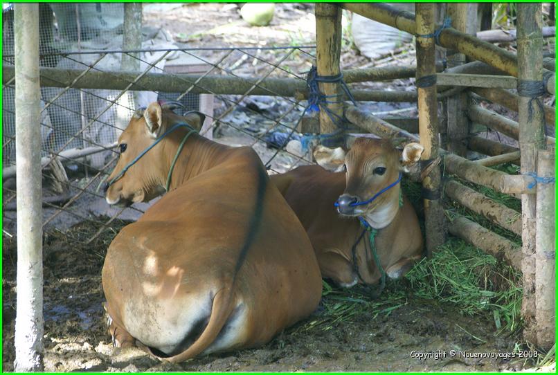KETUT TREK 