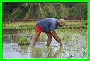 KETUT TREK 