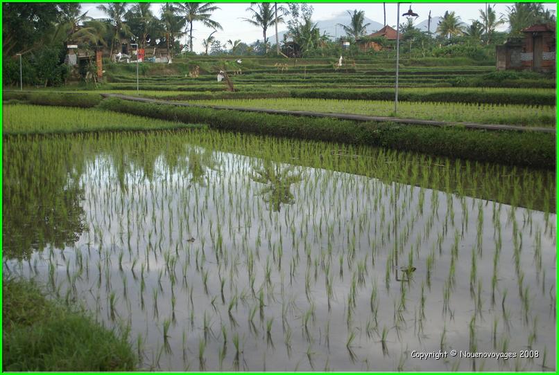 KETUT TREK 