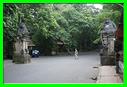 MONKEY FOREST