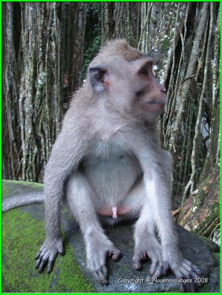 MACAQUE