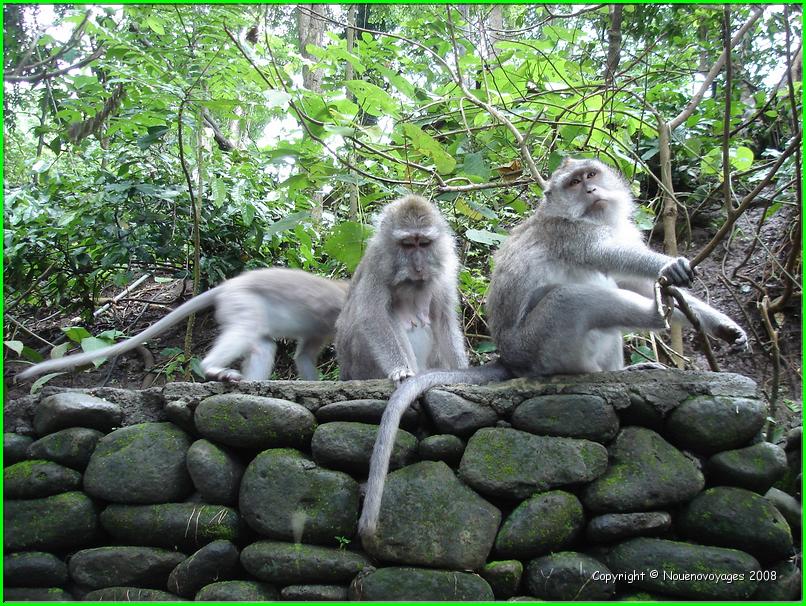 MACAQUES