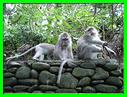 MACAQUES
