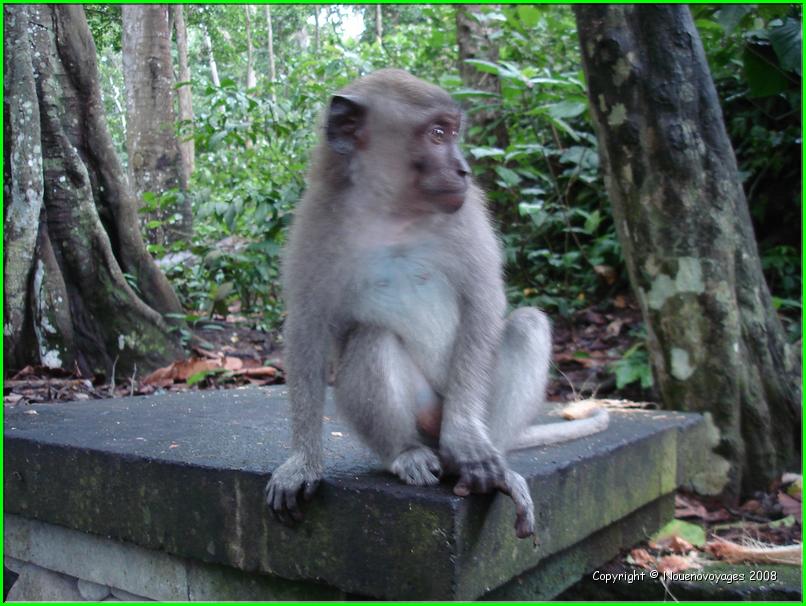 MACAQUE 