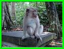 MACAQUE 