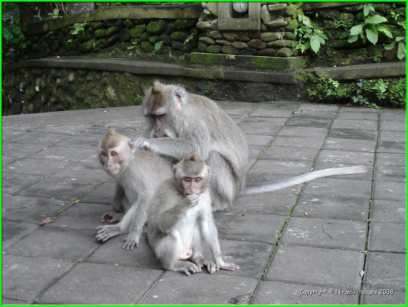 MACAQUES 