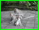 MACAQUES 